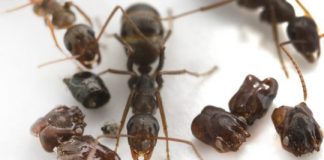 Research: Predatory behavior of Florida’s skull-collecting ant —