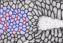 Research: Optogenetics used to drive structure changes in tissues —