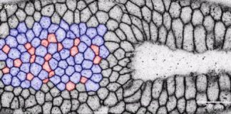 Research: Optogenetics used to drive structure changes in tissues —