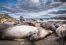 Research: Eleven seal species narrowly escaped extinction —