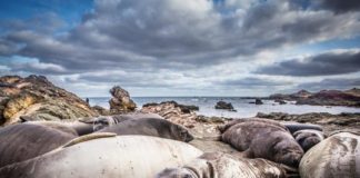 Research: Eleven seal species narrowly escaped extinction —