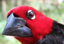 Research: Bridgett vonHoldt found a single genetic key that unlocked beak size in a central African finch species —