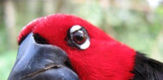 Research: Bridgett vonHoldt found a single genetic key that unlocked beak size in a central African finch species —