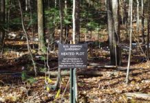 Research: A surprising wealth of novel giant viruses has been found in a soil ecosystem —