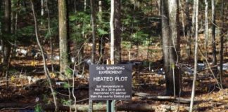 Research: A surprising wealth of novel giant viruses has been found in a soil ecosystem —