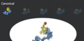 Tech: With cryo-EM, scientists obtain clearer picture of key machinery that transcribes DNA — (Report)