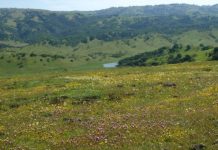 Research: New computer model flags state areas ripe for preservation of native species —