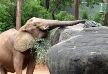 Tech: Researchers study animals’ unique sense of smell to develop improved chemical sensors — (Report)