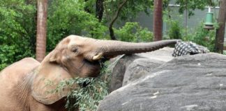 Tech: Researchers study animals’ unique sense of smell to develop improved chemical sensors — (Report)