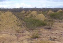 Research: 4,000-year-old termite mounds found in Brazil are visible from space —