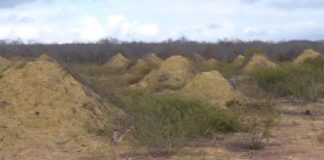 Research: 4,000-year-old termite mounds found in Brazil are visible from space —