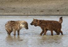 Research: How female hyaenas came to dominate males —