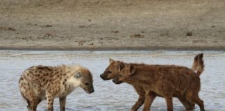Research: How female hyaenas came to dominate males —