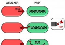 Research: A toxic bullet involved in bacterial competition —