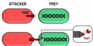 Research: A toxic bullet involved in bacterial competition —