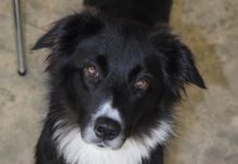 Research: Dogs know when they don’t know —