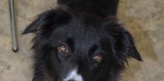 Research: Dogs know when they don’t know —