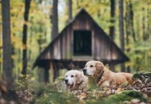 Research: The taming of the dog, cow, horse, pig and rabbit —