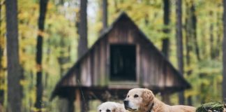 Research: The taming of the dog, cow, horse, pig and rabbit —