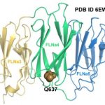 Study: Impaired cellular force transmission a cause for valvular heart disease — (Details)