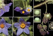 Research: Sticky and heavily armed, a tomato-relative is the new ‘star’ of the Brazilian inselbergs —