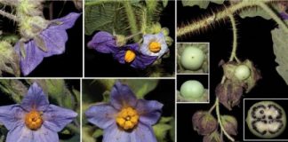 Research: Sticky and heavily armed, a tomato-relative is the new ‘star’ of the Brazilian inselbergs —