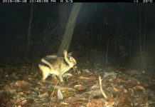 Research: First insight into the ecology of a threatened rabbit —