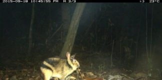 Research: First insight into the ecology of a threatened rabbit —