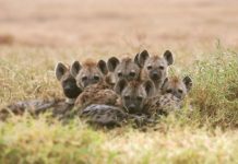Research: Hyena population recovered slowly from a disease epidemic —
