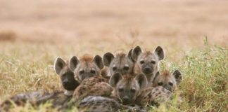 Research: Hyena population recovered slowly from a disease epidemic —