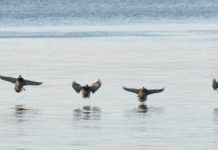 Research: Responses of waterbirds to climate change is linked to their preferred wintering habitats —