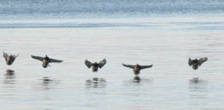 Research: Responses of waterbirds to climate change is linked to their preferred wintering habitats —