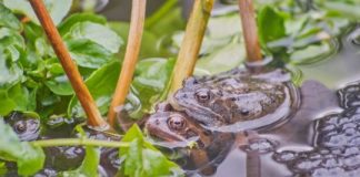 Research: Frogs breed young to beat virus —