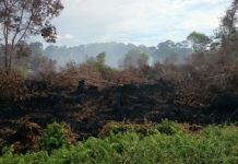 Research: Burning of peatlands in Borneo and Sumatra created severe air pollution in region —