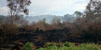 Research: Burning of peatlands in Borneo and Sumatra created severe air pollution in region —