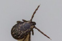 Study: Hungry ticks work harder to find you — (Details)