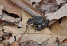 Research: Traffic noise stresses out frogs, but some have adapted —