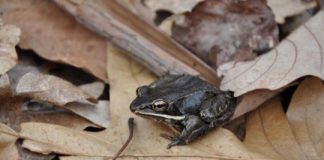Research: Traffic noise stresses out frogs, but some have adapted —