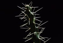 Research: Scientists study puncture performance of cactus spines —