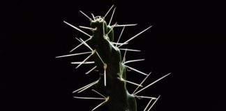Research: Scientists study puncture performance of cactus spines —