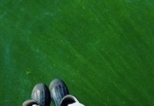 Research: Lake Erie algal blooms ‘seeded’ internally by overwintering cells in lake-bottom sediments —