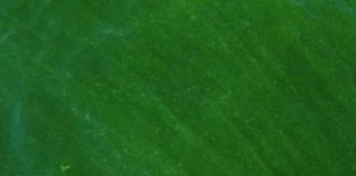 Research: Lake Erie algal blooms ‘seeded’ internally by overwintering cells in lake-bottom sediments —