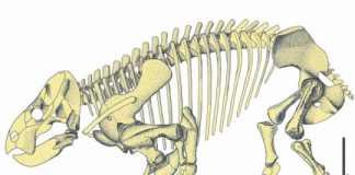 Research: Gigantic mammal ‘cousin’ discovered —