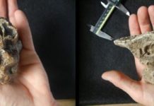 Tech: New research finds grassland expansion drove the decline of giant mammals over the last 4.6 million years — (Report)