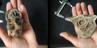 Tech: New research finds grassland expansion drove the decline of giant mammals over the last 4.6 million years — (Report)