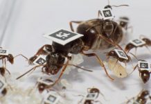 Research: Ant social networks put a brake on disease spread — study published in Science —