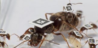 Research: Ant social networks put a brake on disease spread — study published in Science —