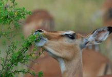 Research: Whether herbivores increase or decrease plant diversity depends on what’s on the menu —
