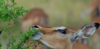 Research: Whether herbivores increase or decrease plant diversity depends on what’s on the menu —