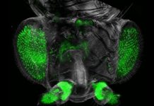 Tech: Transparent fruit flies — (Report)